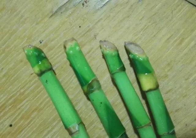新买的花卉，容易落叶、烂根？经过简单处理就爆盆