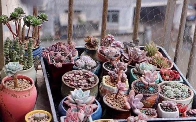 新买的花卉，容易落叶、烂根？经过简单处理就爆盆