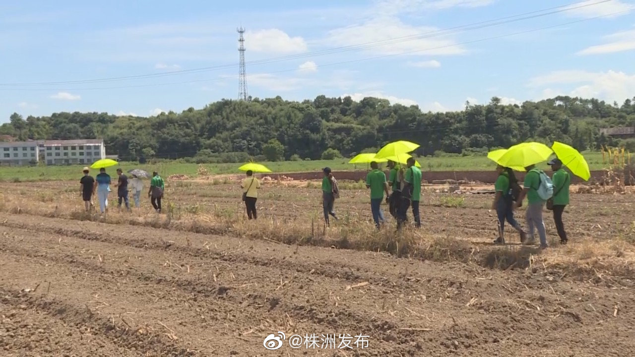 29名非洲友人来株洲学习大豆种植技术。8月3日