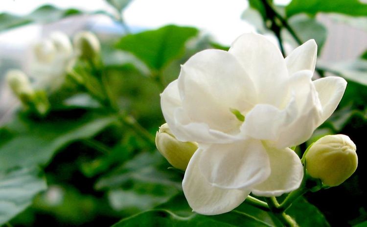 茉莉花怎么养就是养不好?你没学这6招,科学养护,轻松爆盆!