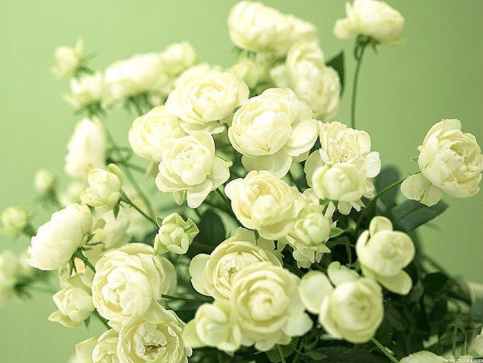 茉莉花怎么养就是养不好?你没学这6招,科学养护,轻松爆盆!