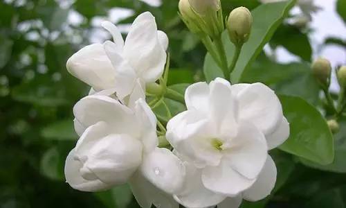 茉莉花怎么养就是养不好?你没学这6招,科学养护,轻松爆盆!