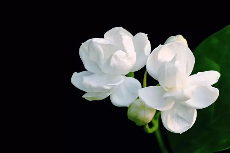 茉莉花怎么养就是养不好?你没学这6招,科学养护,轻松爆盆!