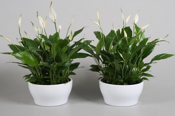 茉莉花怎么养就是养不好?你没学这6招,科学养护,轻松爆盆!