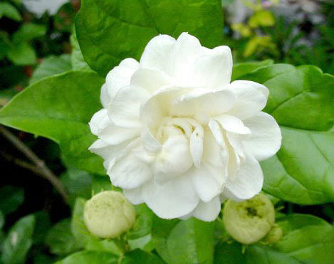 茉莉花怎么养就是养不好?你没学这6招,科学养护,轻松爆盆!