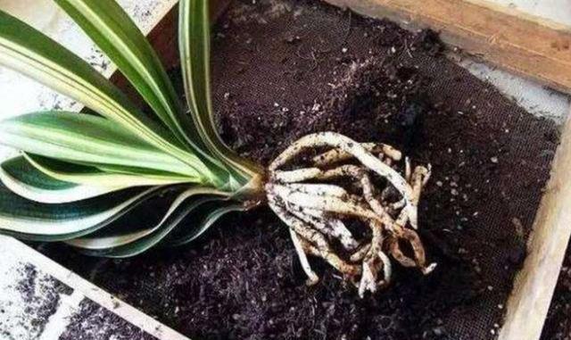 君子兰高温养护有技巧,遮阴施肥要做到,小心黄叶烂根养不活