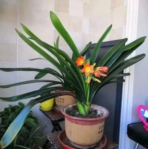 君子兰高温养护有技巧,遮阴施肥要做到,小心黄叶烂根养不活