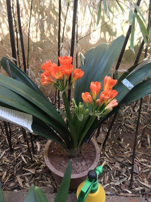 君子兰高温养护有技巧,遮阴施肥要做到,小心黄叶烂根养不活