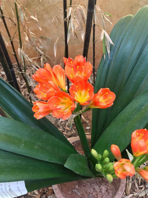 君子兰高温养护有技巧,遮阴施肥要做到,小心黄叶烂根养不活