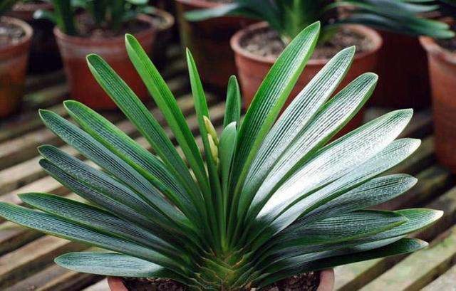 君子兰高温养护有技巧,遮阴施肥要做到,小心黄叶烂根养不活