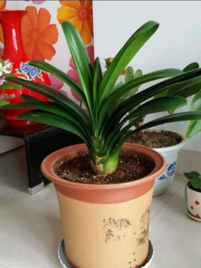 君子兰高温养护有技巧,遮阴施肥要做到,小心黄叶烂根养不活