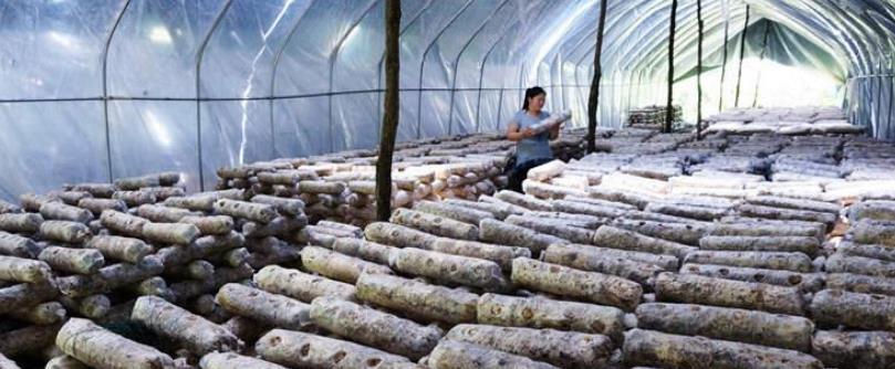 农村一种食用菌，亩产1万5千斤，每斤10元，每亩年赚15万元