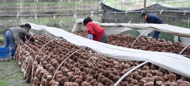 农村一种食用菌，亩产1万5千斤，每斤10元，每亩年赚15万元