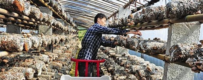 农村一种食用菌，亩产1万5千斤，每斤10元，每亩年赚15万元
