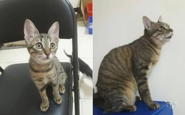 猫咪被蜜蜂咬了之后……这真的是同一只猫吗？