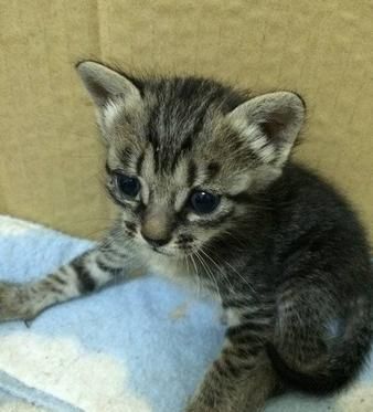 猫咪被蜜蜂咬了之后……这真的是同一只猫吗？