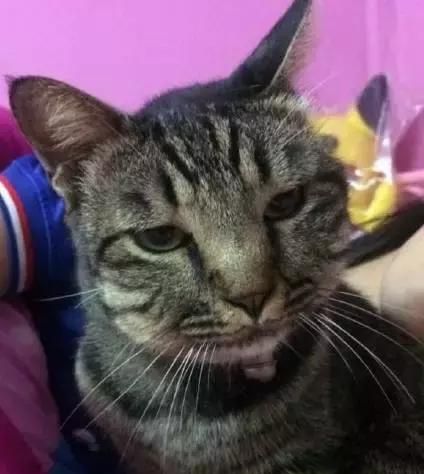 猫咪被蜜蜂咬了之后……这真的是同一只猫吗？