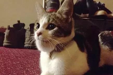 猫咪被蜜蜂咬了之后……这真的是同一只猫吗？