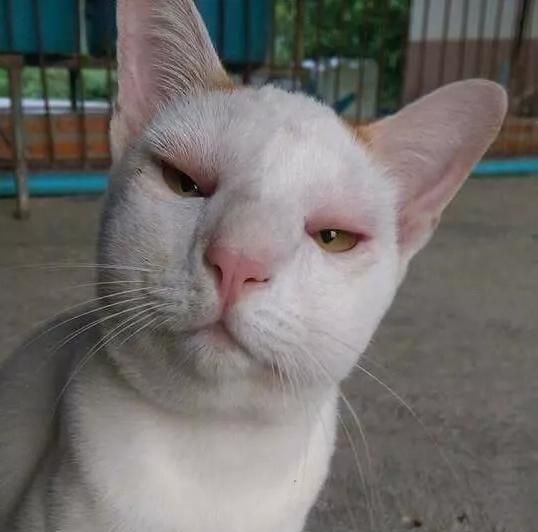 猫咪被蜜蜂咬了之后……这真的是同一只猫吗？