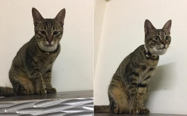 猫咪被蜜蜂咬了之后……这真的是同一只猫吗？