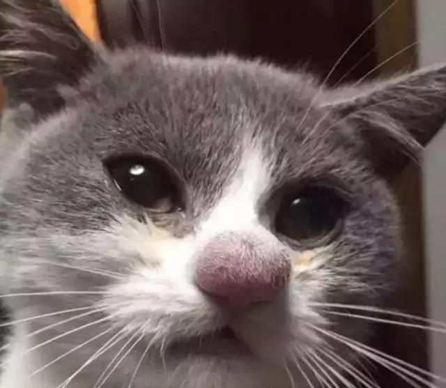 猫咪被蜜蜂咬了之后……这真的是同一只猫吗？