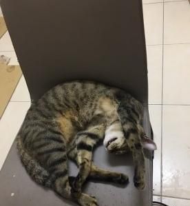 猫咪被蜜蜂咬了之后……这真的是同一只猫吗？