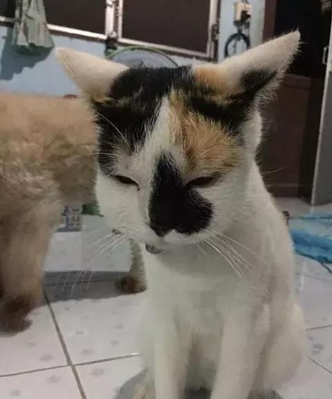 猫咪被蜜蜂咬了之后……这真的是同一只猫吗？