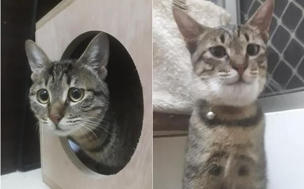 猫咪被蜜蜂咬了之后……这真的是同一只猫吗？