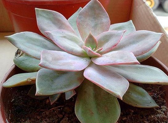 多肉姬胧月养护“5妙招”,从翠绿到紫红,色彩多变,开出彩虹