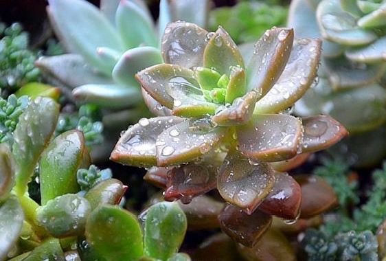 多肉姬胧月养护“5妙招”,从翠绿到紫红,色彩多变,开出彩虹