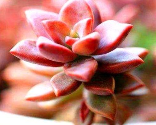 多肉姬胧月养护“5妙招”,从翠绿到紫红,色彩多变,开出彩虹