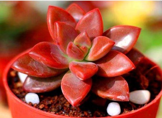 多肉姬胧月养护“5妙招”,从翠绿到紫红,色彩多变,开出彩虹