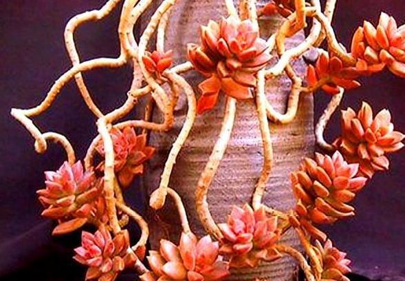 多肉姬胧月养护“5妙招”,从翠绿到紫红,色彩多变,开出彩虹