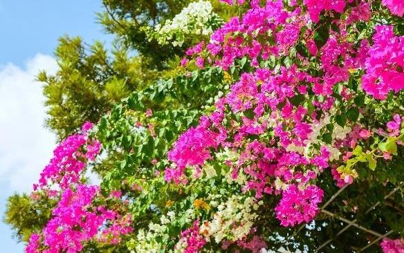 三角梅养护“5妙招”,一年长2米,枝干粗壮,花比叶子多