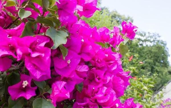 三角梅养护“5妙招”,一年长2米,枝干粗壮,花比叶子多