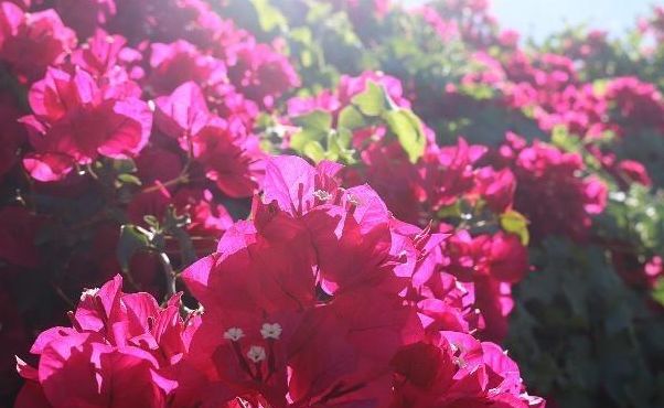 三角梅养护“5妙招”,一年长2米,枝干粗壮,花比叶子多