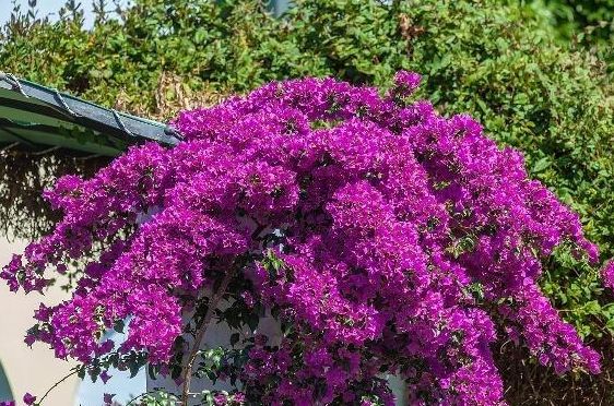 三角梅养护“5妙招”,一年长2米,枝干粗壮,花比叶子多