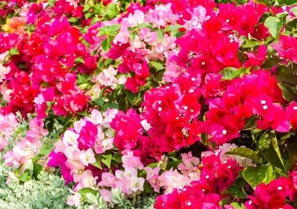 三角梅养护“5妙招”,一年长2米,枝干粗壮,花比叶子多