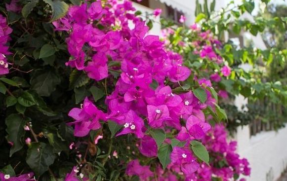 三角梅养护“5妙招”,一年长2米,枝干粗壮,花比叶子多