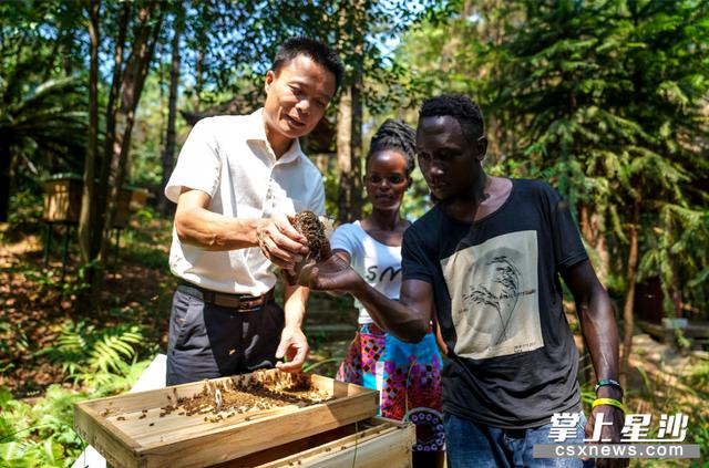 星沙热镜头｜“甜蜜使者”，非洲雕塑家学做养蜂人