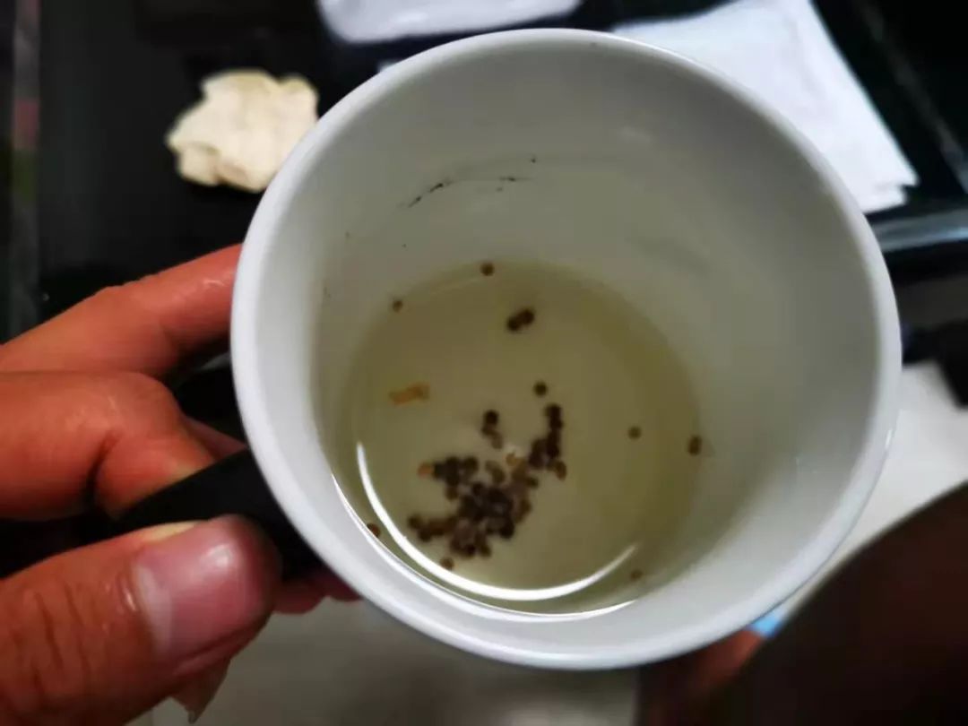 买点辣椒种子在阳台上培育，5天就能生根，春夏秋三季都有果实摘