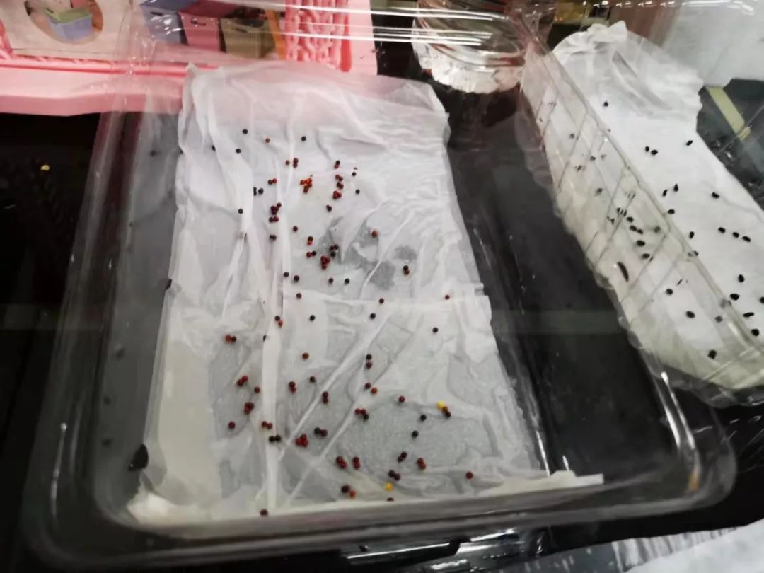 买点辣椒种子在阳台上培育，5天就能生根，春夏秋三季都有果实摘
