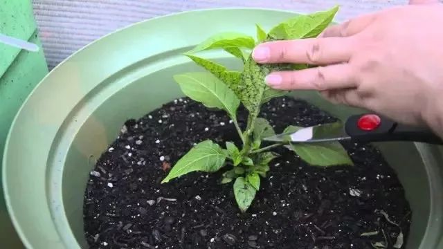 买点辣椒种子在阳台上培育，5天就能生根，春夏秋三季都有果实摘