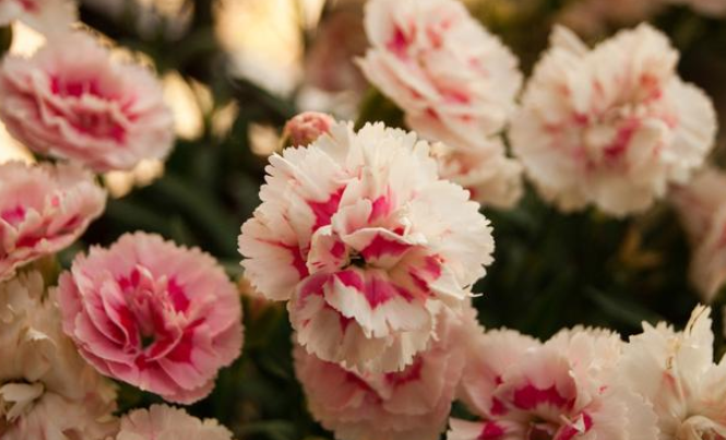 康乃馨养护，出现烂根怎么办？根据严重程度不同，解决办法也不同