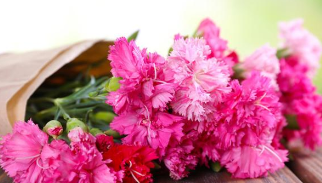 康乃馨养护，出现烂根怎么办？根据严重程度不同，解决办法也不同