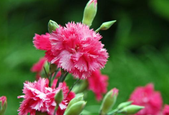 康乃馨养护，出现烂根怎么办？根据严重程度不同，解决办法也不同