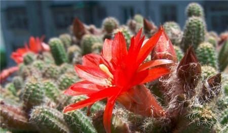 白檀仙人掌如何养护才会开花?