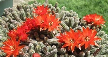 白檀仙人掌如何养护才会开花?