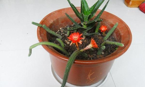 白檀仙人掌如何养护才会开花?