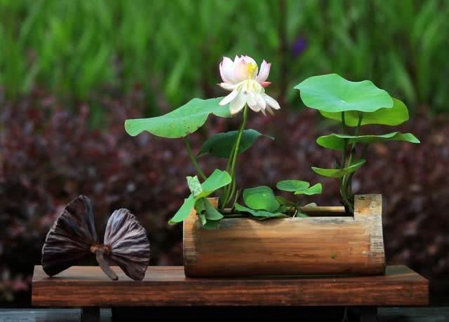 从古至今都爱莲，养成盆景观赏价值高，一颗种子就能活